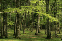 foresta umbra sul gargano