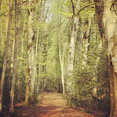 Foresta Umbra