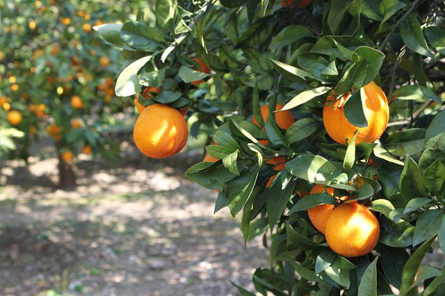 Agrumi del Gargano