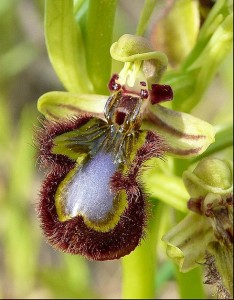 Gargano orchidee