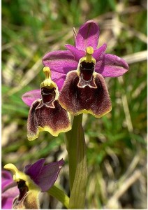 Orchidee sul Gargano