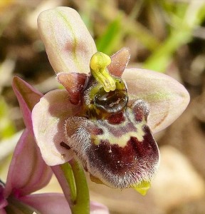 Orchidee sul Gargano