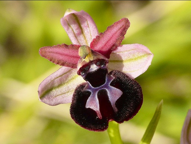 Orchidee sul Gargano