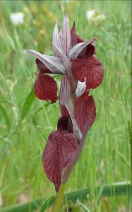 Orchidee sul Gargano