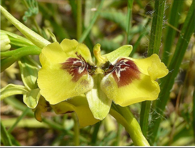  Orchidee sul Gargano