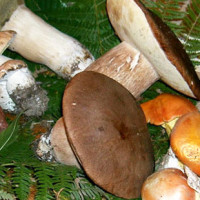 funghi del gargano