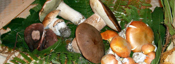 funghi del gargano
