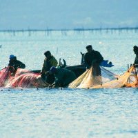 Pescatori sul lago di Varano