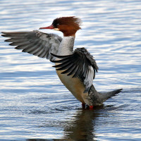 Birdwatching Gargano